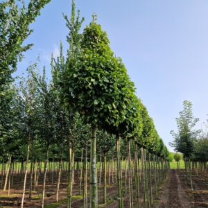 Carpinus betulus 'Fastigiata Monument'