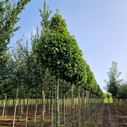 Carpinus betulus 'Fastigiata Monument'