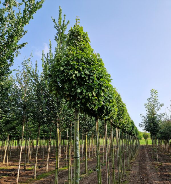 Carpinus betulus 'Fastigiata Monument'