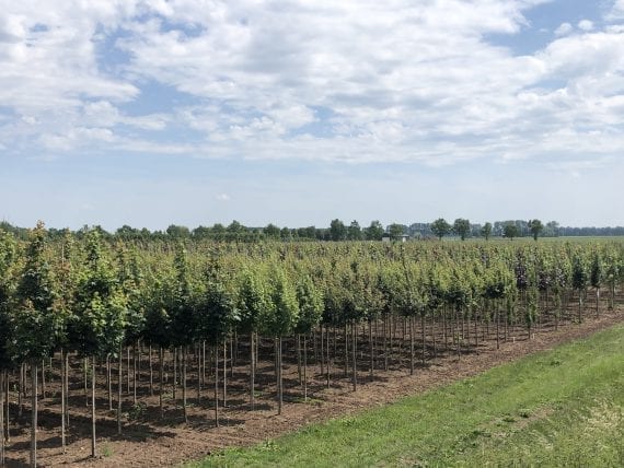Tree nursery Holland