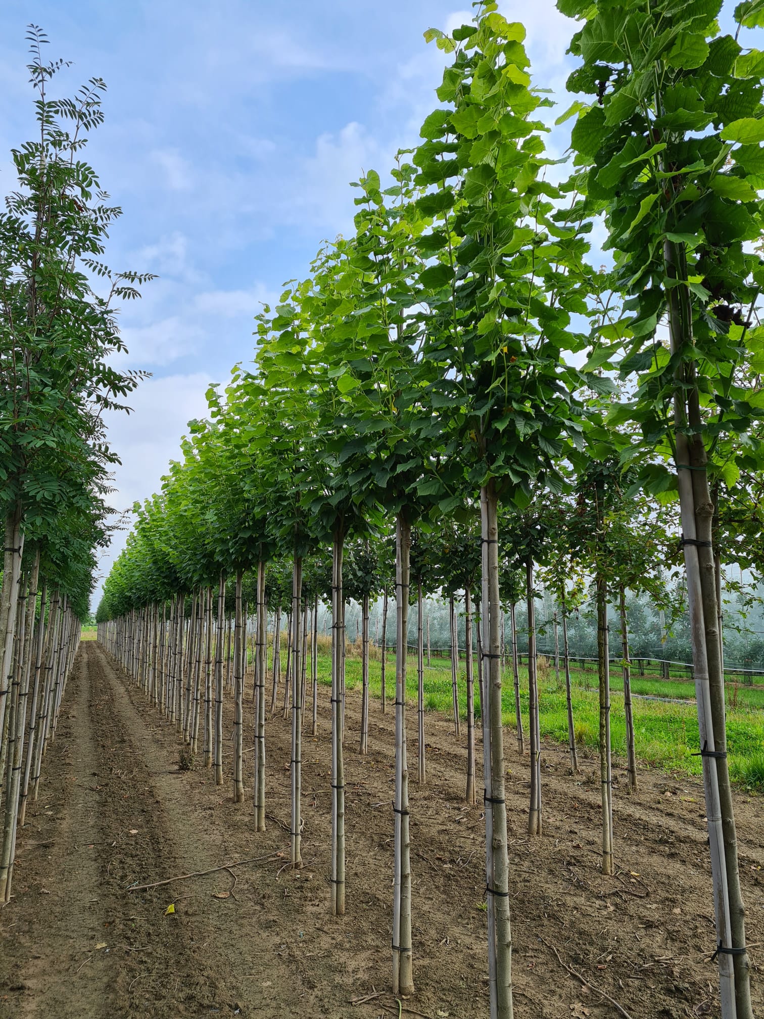 Tilia platyphyllos Didam Tree nursery in Holland, cultivating avenue trees, fruit trees and multi-stems for export across Europe.